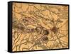 Battle of Gettysburg - Civil War Panoramic Map-Lantern Press-Framed Stretched Canvas