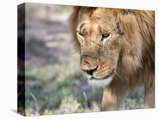 Battle-Scarred Lion Portrait, Tanzania-Charles Sleicher-Stretched Canvas