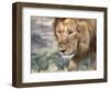 Battle-Scarred Lion Portrait, Tanzania-Charles Sleicher-Framed Photographic Print