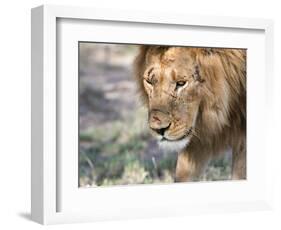 Battle-Scarred Lion Portrait, Tanzania-Charles Sleicher-Framed Photographic Print