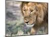 Battle-Scarred Lion Portrait, Tanzania-Charles Sleicher-Mounted Photographic Print
