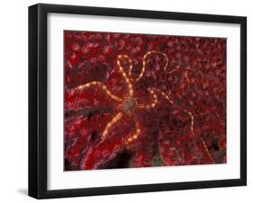 Battle Star on Coral-Michele Westmorland-Framed Premium Photographic Print