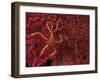 Battle Star on Coral-Michele Westmorland-Framed Photographic Print