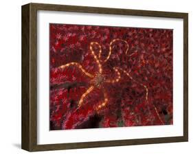 Battle Star on Coral-Michele Westmorland-Framed Photographic Print