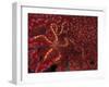 Battle Star on Coral-Michele Westmorland-Framed Photographic Print