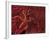 Battle Star on Coral-Michele Westmorland-Framed Photographic Print