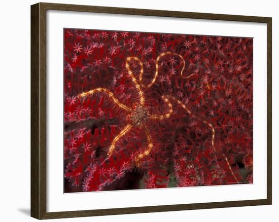 Battle Star on Coral-Michele Westmorland-Framed Photographic Print