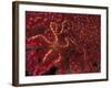 Battle Star on Coral-Michele Westmorland-Framed Photographic Print