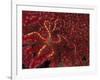 Battle Star on Coral-Michele Westmorland-Framed Photographic Print