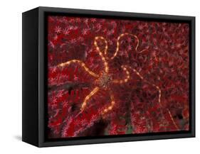 Battle Star on Coral-Michele Westmorland-Framed Stretched Canvas