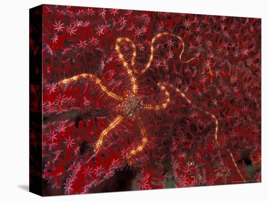 Battle Star on Coral-Michele Westmorland-Stretched Canvas