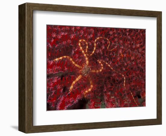 Battle Star on Coral-Michele Westmorland-Framed Photographic Print