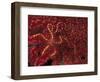 Battle Star on Coral-Michele Westmorland-Framed Photographic Print