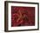 Battle Star on Coral-Michele Westmorland-Framed Photographic Print