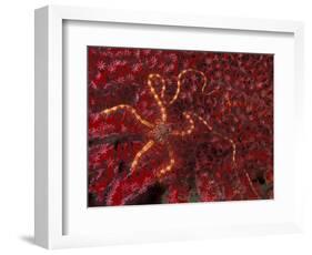 Battle Star on Coral-Michele Westmorland-Framed Photographic Print