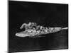 Battleship at Battle of Skagerrak-null-Mounted Photographic Print