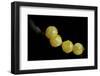 Battus Polydamas (Gold Rim Swallowtail) - Eggs-Paul Starosta-Framed Photographic Print