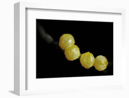 Battus Polydamas (Gold Rim Swallowtail) - Eggs-Paul Starosta-Framed Photographic Print