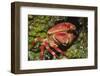 Batwing Coral Crab-Hal Beral-Framed Photographic Print