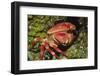 Batwing Coral Crab-Hal Beral-Framed Photographic Print