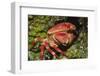 Batwing Coral Crab-Hal Beral-Framed Photographic Print