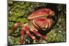 Batwing Coral Crab-Hal Beral-Mounted Photographic Print