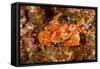 Batwing Swimming Crab-Michele Westmorland-Framed Stretched Canvas