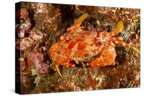 Batwing Swimming Crab-Michele Westmorland-Stretched Canvas