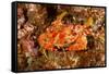 Batwing Swimming Crab-Michele Westmorland-Framed Stretched Canvas