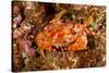 Batwing Swimming Crab-Michele Westmorland-Stretched Canvas