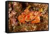 Batwing Swimming Crab-Michele Westmorland-Framed Stretched Canvas