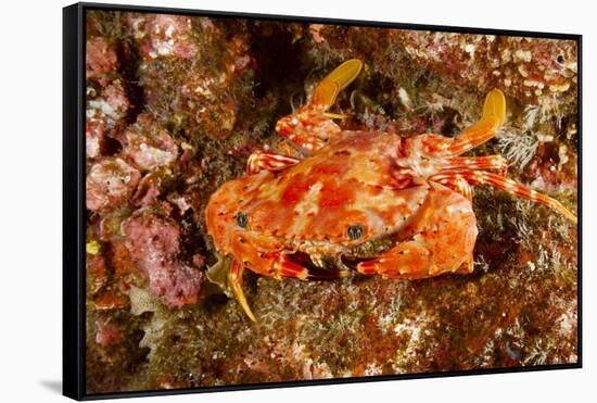 Batwing Swimming Crab-Michele Westmorland-Framed Stretched Canvas