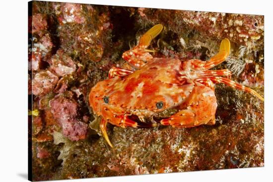 Batwing Swimming Crab-Michele Westmorland-Stretched Canvas