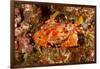 Batwing Swimming Crab-Michele Westmorland-Framed Photographic Print