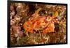 Batwing Swimming Crab-Michele Westmorland-Framed Photographic Print