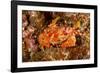 Batwing Swimming Crab-Michele Westmorland-Framed Photographic Print