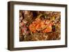 Batwing Swimming Crab-Michele Westmorland-Framed Photographic Print