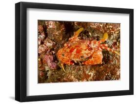 Batwing Swimming Crab-Michele Westmorland-Framed Photographic Print