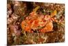 Batwing Swimming Crab-Michele Westmorland-Mounted Photographic Print