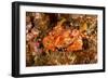 Batwing Swimming Crab-Michele Westmorland-Framed Photographic Print