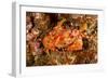 Batwing Swimming Crab-Michele Westmorland-Framed Photographic Print