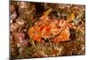 Batwing Swimming Crab-Michele Westmorland-Mounted Photographic Print