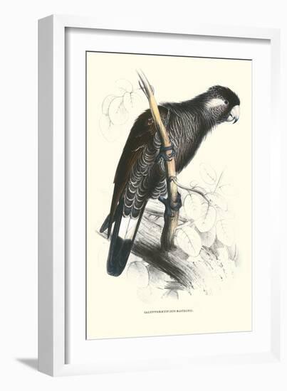 Baudine's Cockatoo - Calyptorhynchus, Funereus Baudini-Edward Lear-Framed Art Print