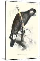 Baudine's Cockatoo - Calyptorhynchus, Funereus Baudini-Edward Lear-Mounted Art Print