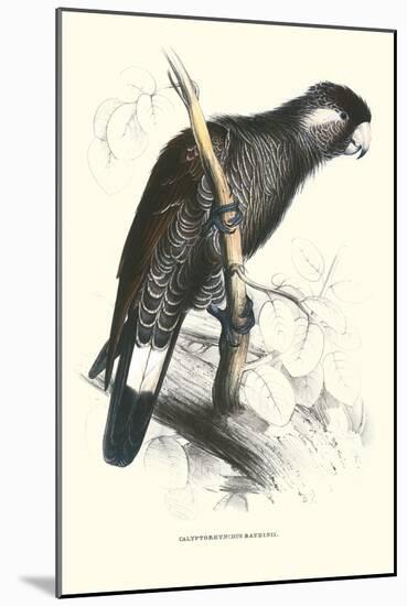 Baudine's Cockatoo - Calyptorhynchus, Funereus Baudini-Edward Lear-Mounted Art Print