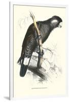 Baudine's Cockatoo - Calyptorhynchus, Funereus Baudini-Edward Lear-Framed Art Print