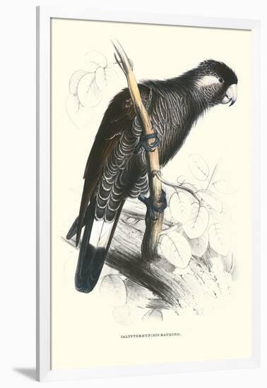 Baudine's Cockatoo - Calyptorhynchus, Funereus Baudini-Edward Lear-Framed Art Print