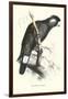 Baudine's Cockatoo - Calyptorhynchus, Funereus Baudini-Edward Lear-Framed Art Print