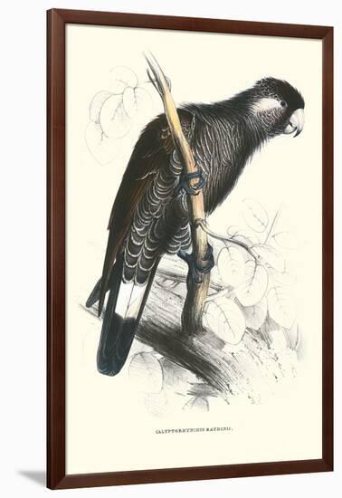 Baudine's Cockatoo - Calyptorhynchus, Funereus Baudini-Edward Lear-Framed Art Print