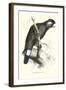 Baudine's Cockatoo - Calyptorhynchus, Funereus Baudini-Edward Lear-Framed Art Print